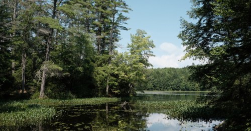 A serene lake surrounded by lush green trees and plants under a clear blue sky.