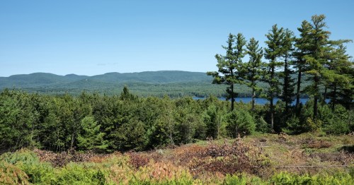 A scenic view of lush green trees and rolling hills under a clear blue sky, with a lake visible in the distance.