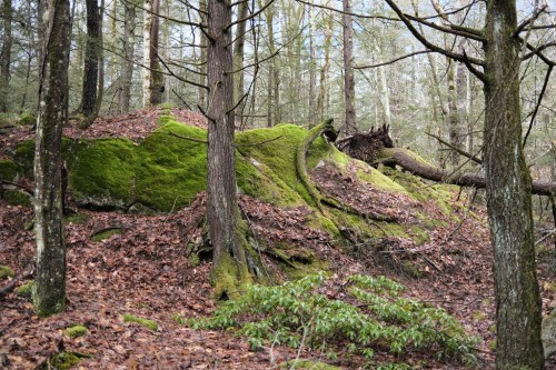 A moss-covered rock surrounded by trees and fallen leaves in a serene forest setting.