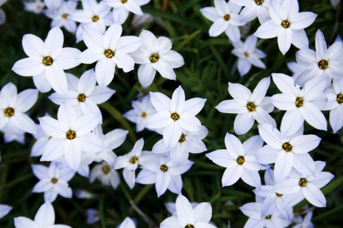 A close-up of white flowers with yellow centers, densely clustered against a green background.