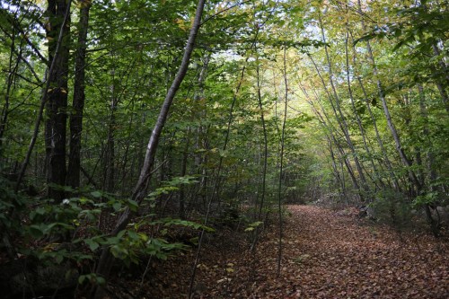 A serene forest path lined with trees, surrounded by green foliage and a carpet of fallen leaves.