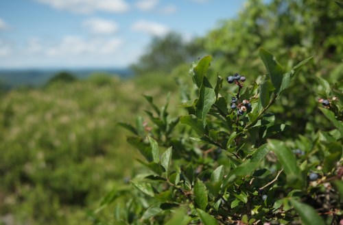Close-up of green leaves with small blue berries, set against a blurred landscape and blue sky in the background.