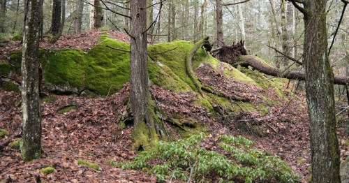 A moss-covered rock surrounded by trees and fallen leaves in a serene forest setting.