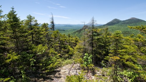 Lush green forest with distant mountains under a clear blue sky, showcasing a scenic view of nature.