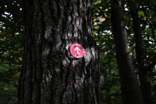 A red trail marker with a white arrow affixed to a tree trunk in a forested area.