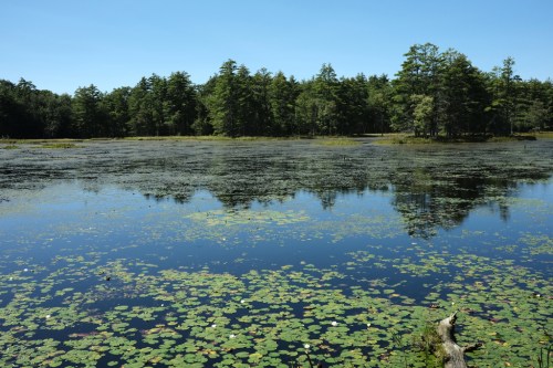 A serene lake surrounded by trees, with lily pads floating on the water's surface under a clear blue sky.