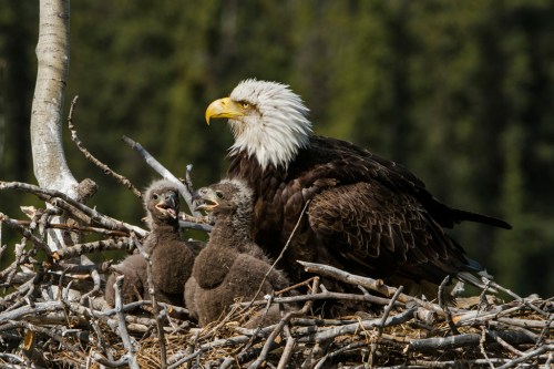 A bald eagle sits in a nest with two eaglets, surrounded by twigs and greenery in the background.