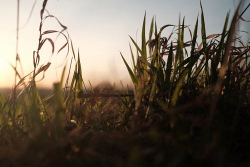 Close-up of grass blades silhouetted against a soft sunset sky, creating a serene natural scene.