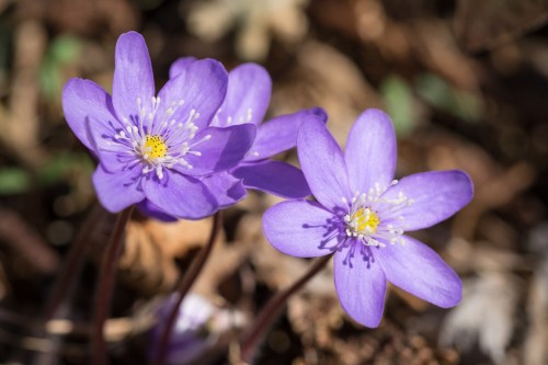 Two delicate purple flowers with yellow centers bloom among brown leaves and greenery.