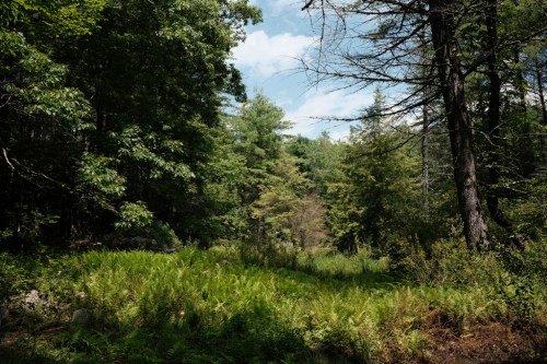 Lush green forest with ferns and tall trees under a partly cloudy sky.