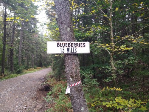 A wooden sign on a tree reads "Blueberries 1.5 Miles" along a gravel path in a forested area.