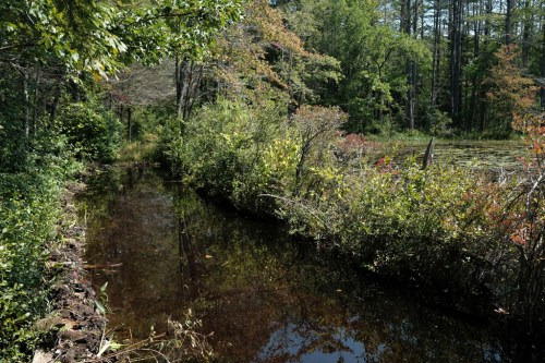 A serene wetland scene with a narrow waterway surrounded by lush greenery and trees in autumn colors.