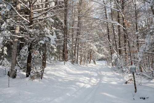 A snowy forest path lined with trees, creating a serene winter landscape.