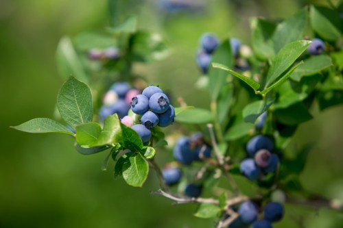 Close-up of ripe blueberries on a branch, surrounded by green leaves, against a blurred green background.