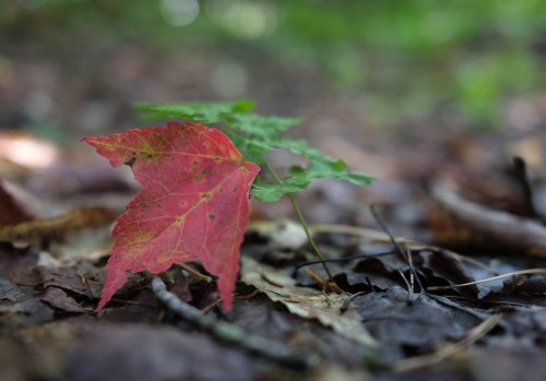 A close-up of a red maple leaf resting on a bed of brown leaves in a forest setting.