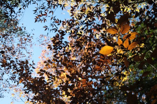 A canopy of autumn leaves in shades of orange and yellow against a clear blue sky.