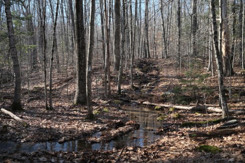A serene forest scene with a small stream winding through trees and fallen leaves on the ground.