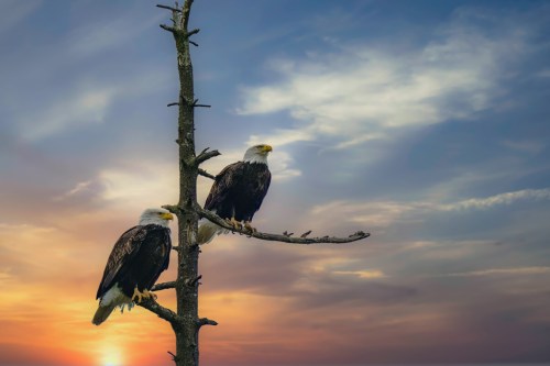 Two bald eagles perched on a bare tree branch against a colorful sunset sky.