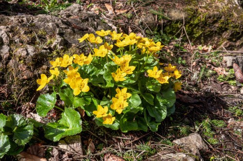 A cluster of bright yellow flowers surrounded by green leaves, growing among rocks and forest floor debris.