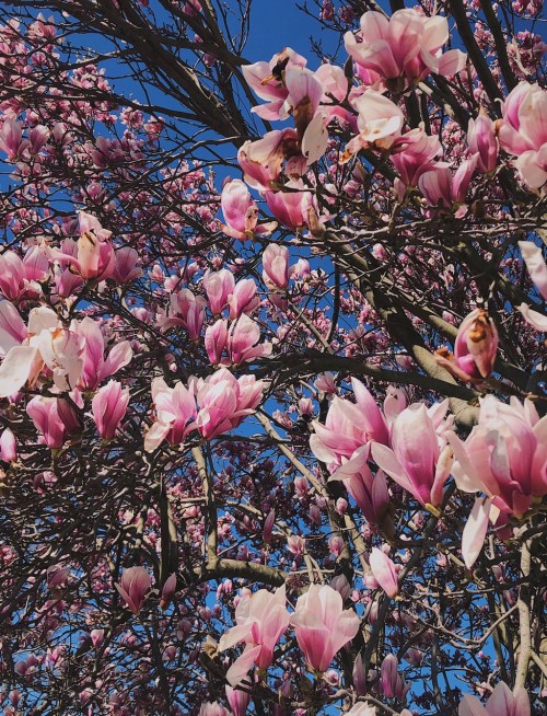 A close-up of a magnolia tree in full bloom, featuring vibrant pink and white flowers against a clear blue sky.