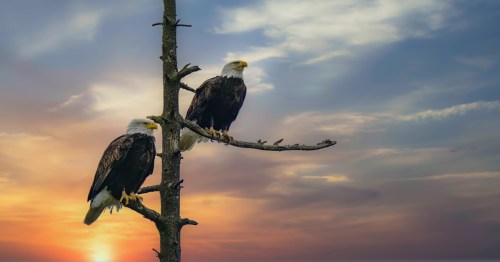 Two bald eagles perched on a tree branch against a colorful sunset sky.