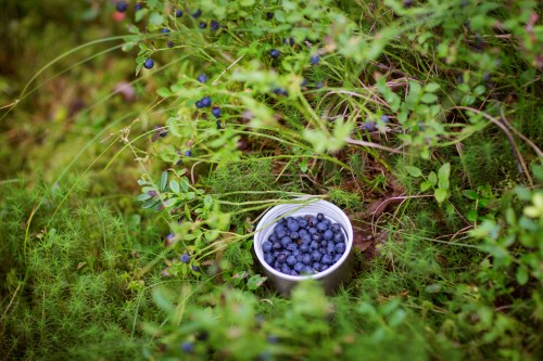 A metal container filled with freshly picked blueberries, surrounded by green foliage and grass.