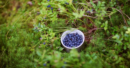 A small metal container filled with fresh blueberries, surrounded by green moss and foliage.