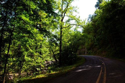 A winding road surrounded by lush green trees and sunlight filtering through the foliage.
