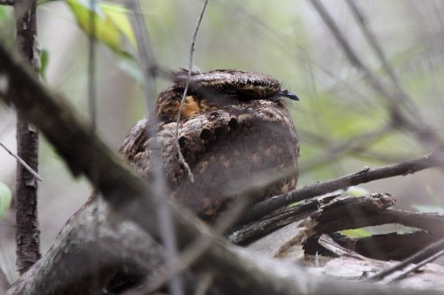 A camouflaged bird resting on a branch, surrounded by blurred green foliage and twigs.