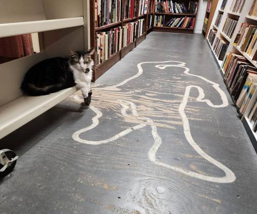 A cat rests beside a chalk outline on the floor of a library, surrounded by bookshelves filled with books.