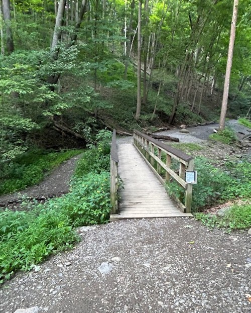 A wooden bridge over a small stream in a lush green forest, surrounded by trees and foliage.