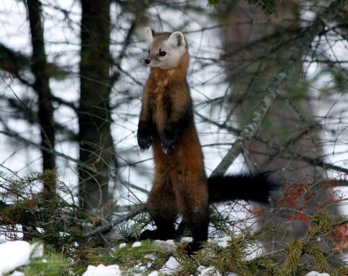 A marten stands upright on a snowy branch, surrounded by trees in a winter forest.