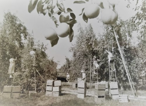 Black and white photo of people picking oranges from trees using ladders, surrounded by crates in an orchard.