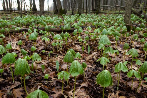 A forest floor covered with clusters of green plants, surrounded by fallen leaves and trees in the background.