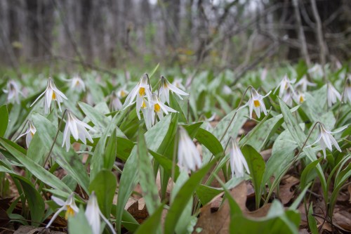 A field of white flowers with yellow centers surrounded by green leaves, set in a forested area.