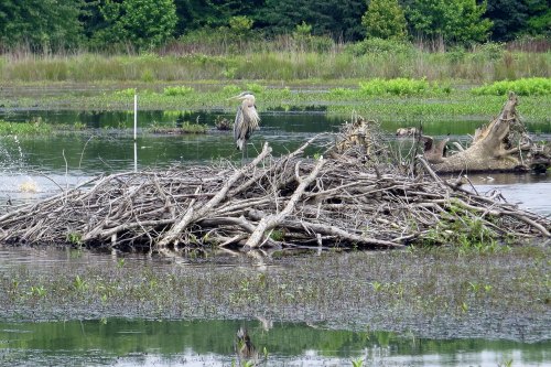 A heron stands on a large nest made of sticks in a wetland area, surrounded by water and greenery.