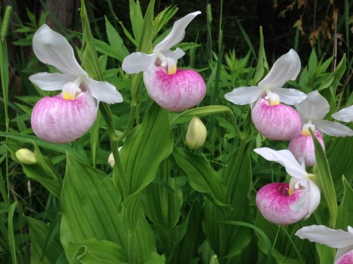 A cluster of pink and white orchids surrounded by green foliage.