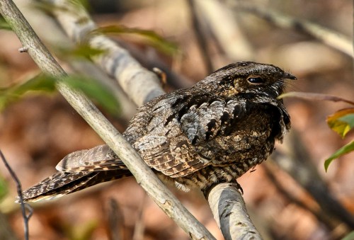A camouflaged bird resting on a branch, blending into its surroundings with intricate feather patterns.