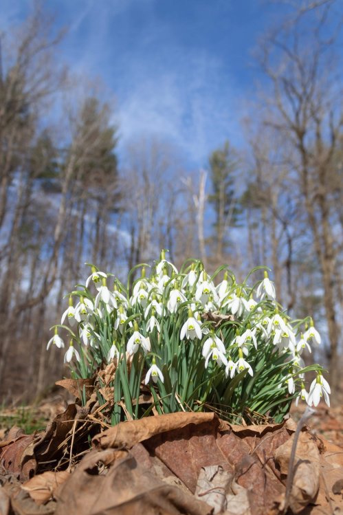 A cluster of white snowdrop flowers emerging from brown leaves, set against a blue sky and bare trees.