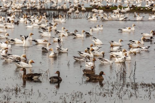 A large flock of white and brown ducks swimming in a wetland area, surrounded by water and sparse vegetation.