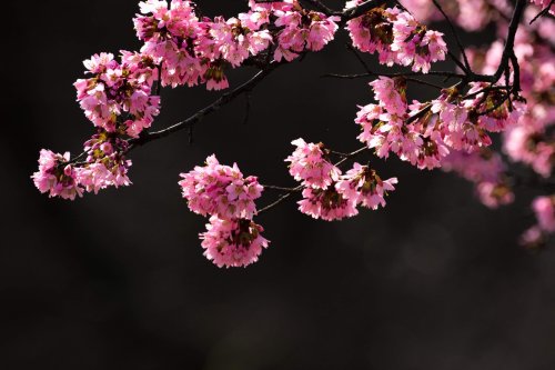 A branch of pink cherry blossoms against a dark background, showcasing vibrant flowers in full bloom.