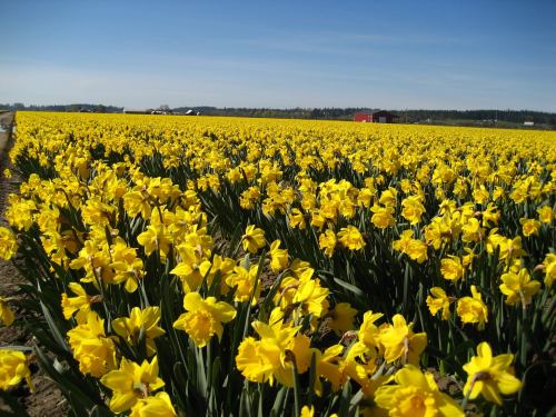 A vibrant field of blooming yellow daffodils under a clear blue sky.