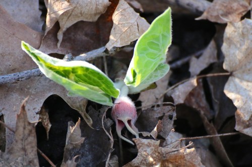 A small green plant with two leaves emerging from a bed of dry, brown leaves on the forest floor.