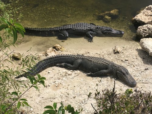 Two alligators resting on a sandy bank near a calm water body, surrounded by greenery.