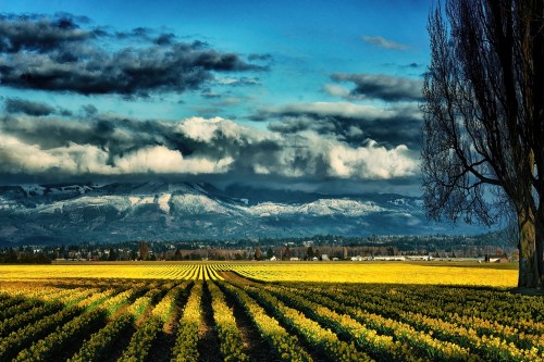 A scenic landscape featuring golden fields, distant mountains, and dramatic clouds under a blue sky.