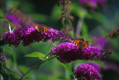 Two butterflies perched on vibrant purple flowers, surrounded by lush green foliage.