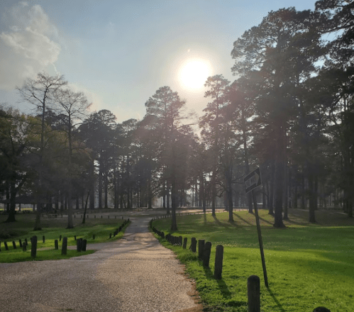 A sunlit path winding through a forest of tall trees, with a clear sky and green grass on either side.