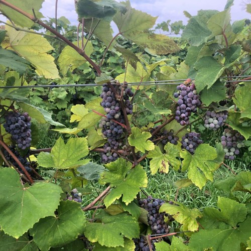 Clusters of ripe grapes hanging from green vines in a vineyard, surrounded by lush foliage.