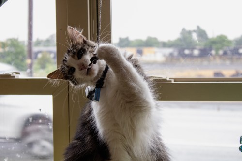 A playful cat hanging from a string near a window, with a blurred outdoor scene in the background.