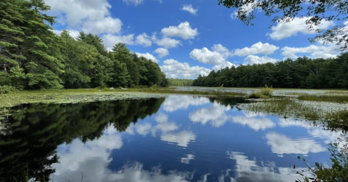 A serene lake surrounded by lush trees, reflecting a blue sky with fluffy clouds and lily pads on the water's surface.